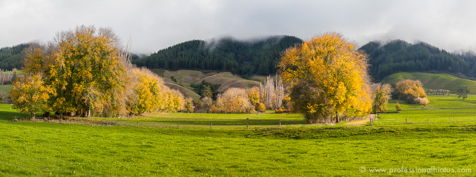 new-zealand-yellow-trees-pano-ph