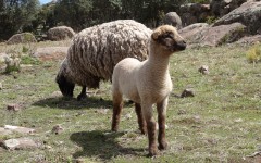 Sheep on Taquile Island