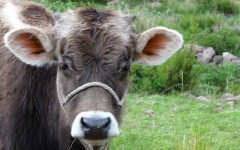 Cow on Taquile Island