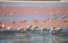 Flamingos in Laguna Colorada