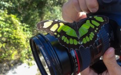 Butterfly on Canon camera