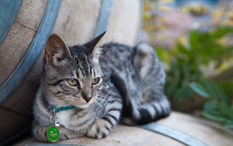 Cat on wine barrels at Mendoza, Argentina winery