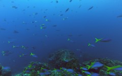 School of colorful fish in Komodo National Park