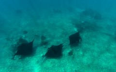 Three manta rays at Manta Point, Komodo National Park
