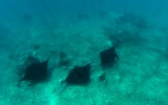 Three manta rays at Manta Point, Komodo National Park