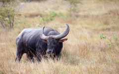 Water buffalo on Rinca island, Komodo National Park