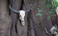 Water buffalo skull on tree, Rinca island, Komodo National Park