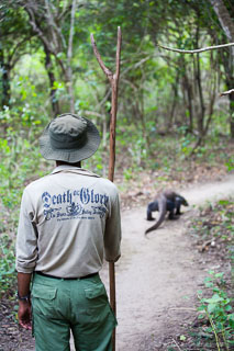 Rinca island guide with forked-stick behind Komodo dragon