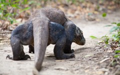 Rear view of the Komodo dragon on Rinca island