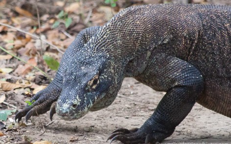 Komodo dragon turning towards the camera