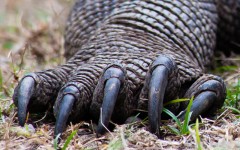Close up view of the Komodo dragon foot and claws