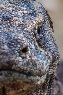 Close up view of Komodo dragon face