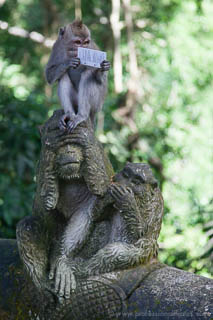 Adult macaque holding a stolen hotel key card