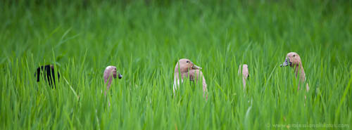 Ducks navigating a rice field - Ubud, Bali