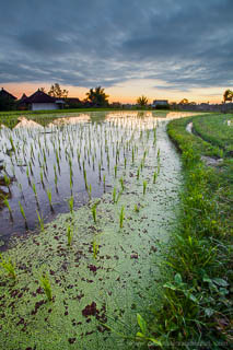 Sunset on rice terraces outside Ubud, Bali