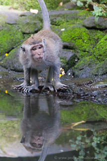 Macaque in water reflection at Monkey Forest - Ubud, Bali