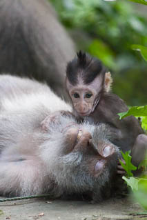 Baby macaque playing with his mom