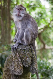 Adult macaque sitting on the 'hear no evil' monkey statue