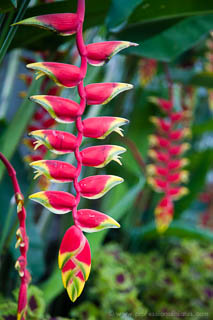 Lobster claw flowers, Ubud, Bali