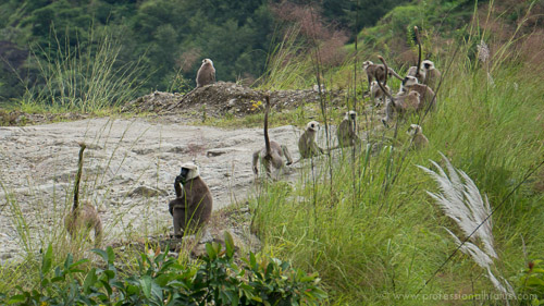 Troupe of monkeys on Annapurna Circuit trek