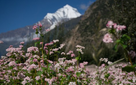 Annapurna mountain range behind buckwheat flowers