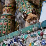 A resident of Wat Arun - Bangkok, Thailand