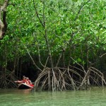 Canoeing through mangroove forests of Phang Nga Bay